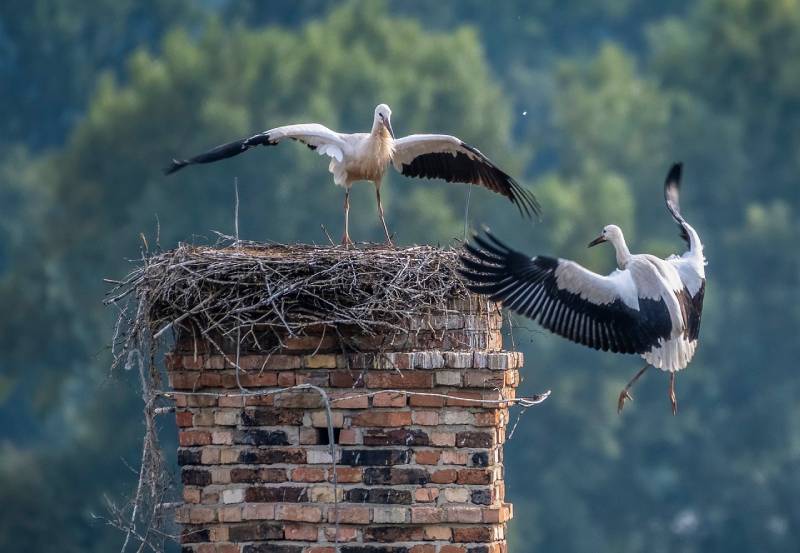 Expert Chimney Animal Removal in Glenview, IL Professional Chimney Animal Removal Services in Glenview, Illinois