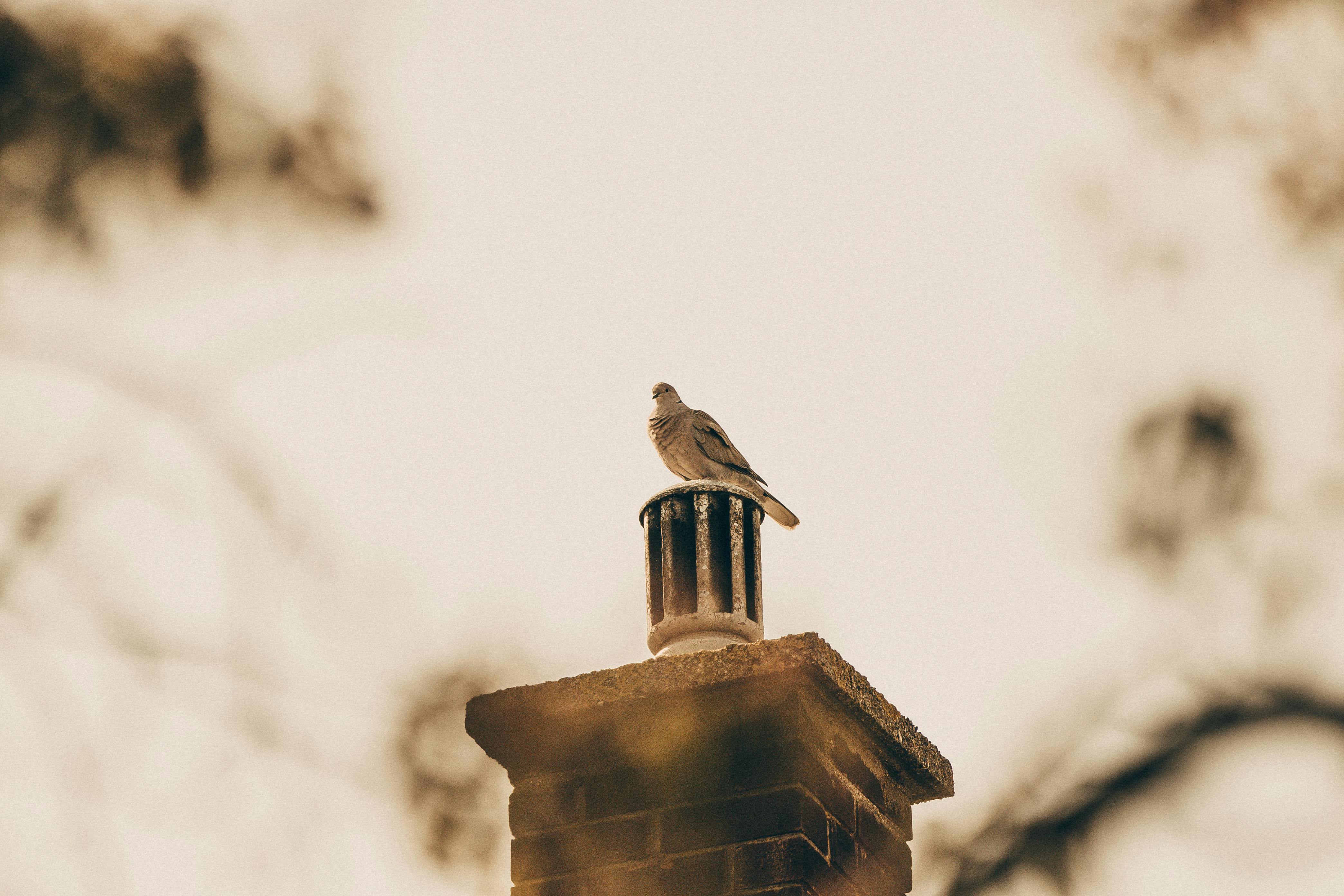 Professional Chimney Cap Installation Services in Glenview, IL Expert Chimney Cap Installation in Glenview, Illinois